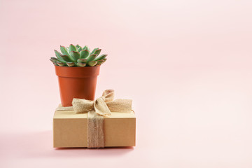 Minimalist modern layout with beautiful green succulent on natural color box isolated on living coral color background. Horizontal. Concept for gift, shop, delivery, copy space.