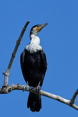 White-breasted cormorant (Phalacrocorax lucidus)
