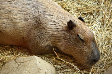 Capybara is sleeping on dry grass