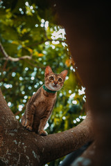 red cat hunts in the garden. Vietnamese Bobtail