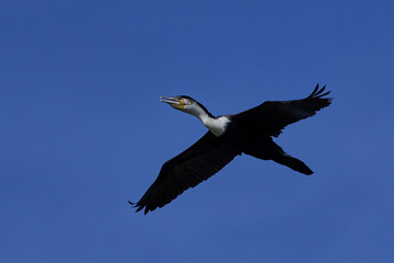 White-breasted cormorant (Phalacrocorax lucidus)