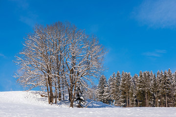 Winterwunderland-eingeschneite Hütte am Waldrand