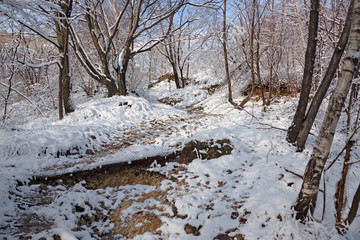 Path in the woods after a snowfall, all covered by a white icy blanket.