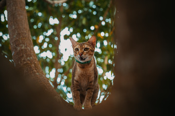 red cat hunts in the garden. Vietnamese Bobtail