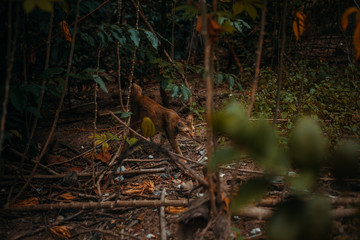 red cat hunts in the garden. Vietnamese Bobtail