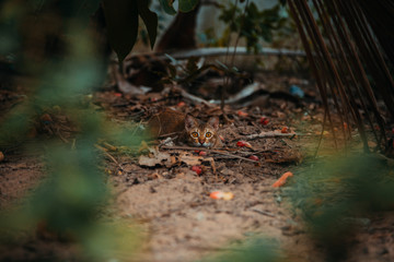 red cat hunts in the garden. Vietnamese Bobtail