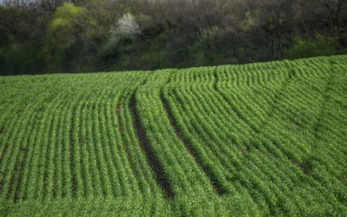 Field on a hill with rows of grain crops. Against the background of a blurred spring forest. Selective focus.