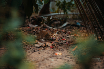 red cat hunts in the garden. Vietnamese Bobtail