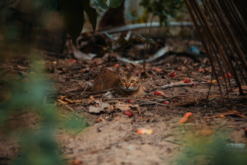 red cat hunts in the garden. Vietnamese Bobtail