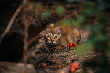 red cat hunts in the garden. Vietnamese Bobtail