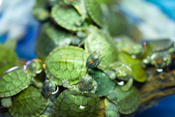 Closeup shooting of Baby turtle.