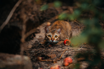 red cat hunts in the garden. Vietnamese Bobtail