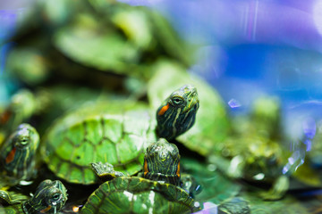 Closeup shooting of Baby turtle.