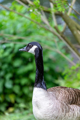 portrait of canadian goose