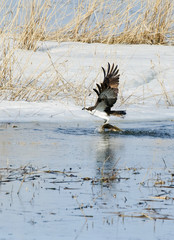 Osprey in spring