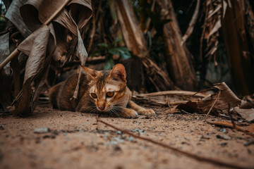 red cat hunts in the garden. Vietnamese Bobtail