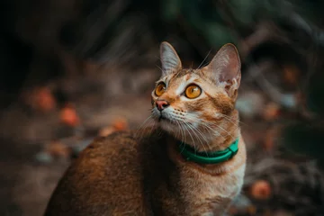 Papier peint photo  red cat hunts in the garden. Vietnamese Bobtail  © Diko.Photos