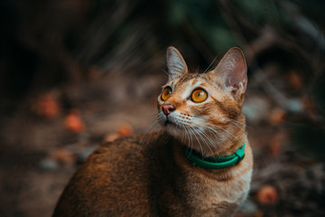 red cat hunts in the garden. Vietnamese Bobtail