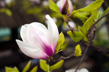 Pink and White Magnolia flowers against a background of flowers and green leaves. Beautiful magnolia tree (Magnolia denudata) is blossoming in park in spring time. Spring background with flowers.