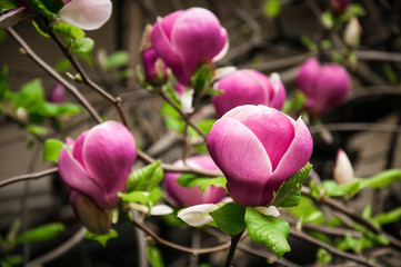 Pink and White Magnolia flowers against a background of flowers and green leaves. Beautiful magnolia tree (Magnolia denudata) is blossoming in park in spring time. Spring background with flowers.