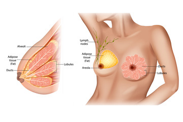 Anatomy of the female breast.