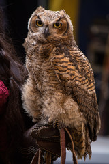 majestic royal owl brown with his falconry trainer