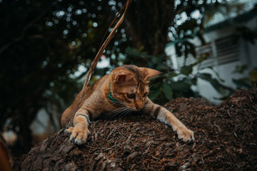 red cat hunts in the garden. Vietnamese Bobtail