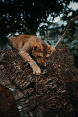 red cat hunts in the garden. Vietnamese Bobtail