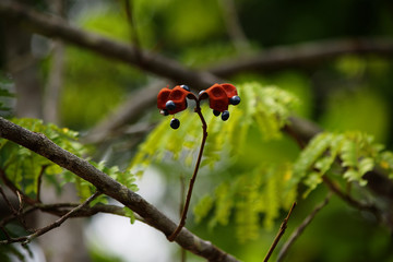 Manaus, Amazonas - Brazil. Several species of plants like that. Places around the Rio Negro. Amazon, the living nature.