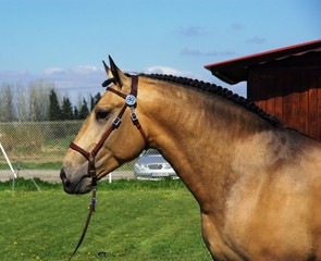 Obraz premium coat horse berry