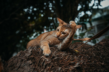 red cat hunts in the garden. Vietnamese Bobtail