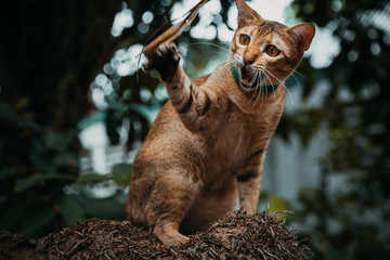 red cat hunts in the garden. Vietnamese Bobtail