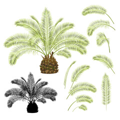 Tropical plant Palmae Phoenix canariensis date palm Arecaceae and leaves and silhouette on a white background vintage vector illustration  editable hand draw © zdenat5