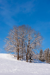 Wundervolle Winterlandschaft bei strahlend blauem Himmel