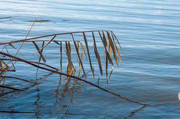 Dry, yellow reeds and cold river in winter © Roman