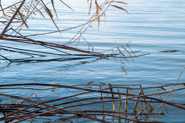Dry, yellow reeds and cold river in winter © Roman