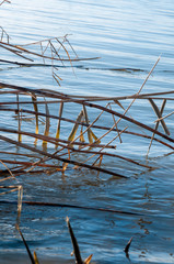 Dry, yellow reeds and cold river in winter © Roman