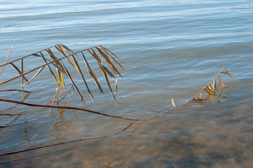 Dry, yellow reeds and cold river in winter © Roman