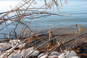 Dry yellow reeds, ice snow and cold river in winter © Roman