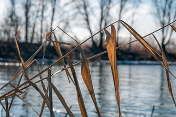 Dry, yellow reeds and cold river in winter © Roman