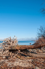 the roots of a fallen tree against the lake and blue sky
