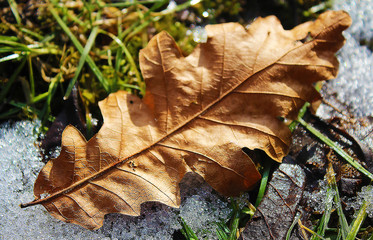 Dry oak leaf in the snow