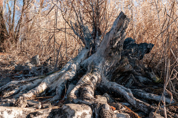 Old stump and yellow reeds in the wild nature