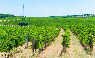 Country landscape with vineyards in Apulia, Italy