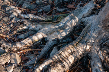 Old stump and yellow reeds in the wild nature