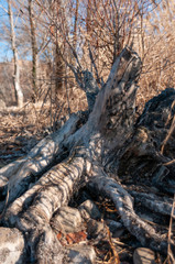 Fototapeta na wymiar Old stump and yellow reeds in the wild nature