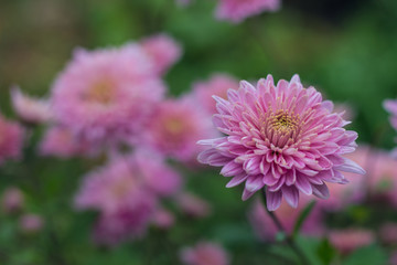 Obraz premium Autumn pink flowers