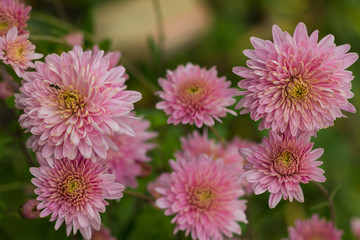 Autumn pink flowers