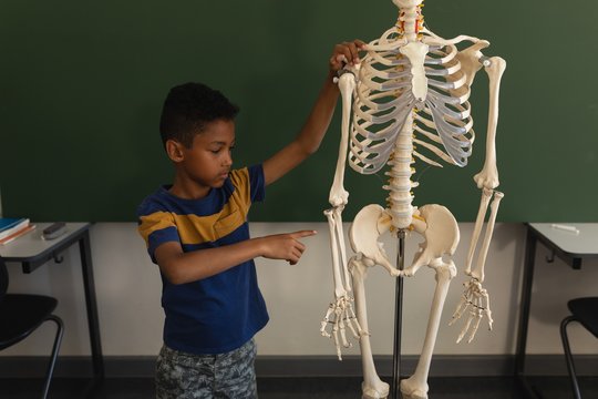 Front view of schoolboy explaining human skeleton model in