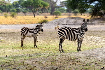 Fototapeta na wymiar Zebra - Steppenzebra